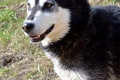 Robin - młody, czaderski husky :)