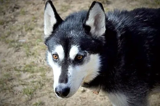 Robin - młody, czaderski husky :)