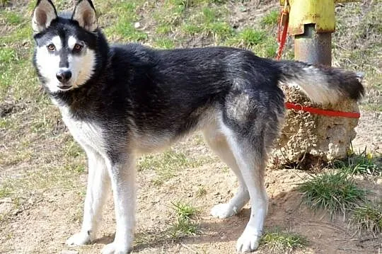 Robin - młody, czaderski husky :)