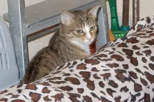 Dwa Kocurki do adopcji!!!,  łódzkie Łódź