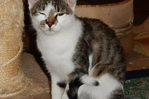 Dwa Kocurki do adopcji!!!,  łódzkie Łódź