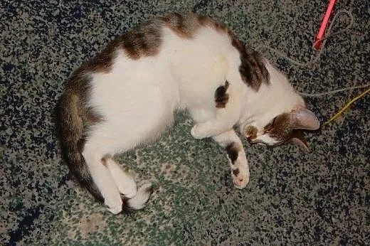 Dwa Kocurki do adopcji!!!,  łódzkie Łódź