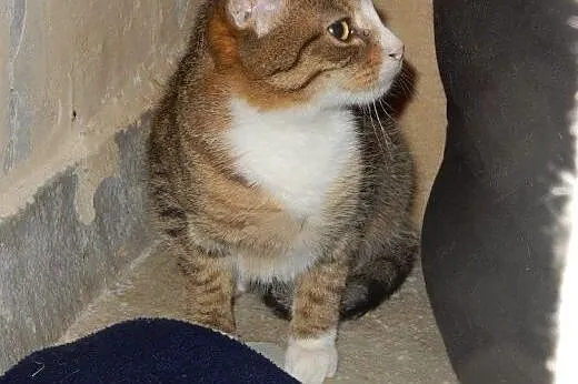 Dwa Kocurki do adopcji!!!,  łódzkie Łódź
