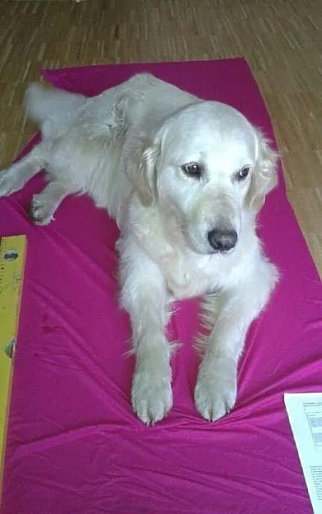 Golden Retriever NUTKA - do adopcji, mazowieckie