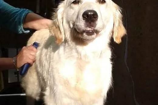 Golden Retriever NUTKA - do adopcji,  mazowieckie 