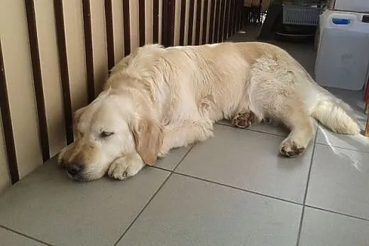 Golden Retriever NUTKA - do adopcji,  mazowieckie 