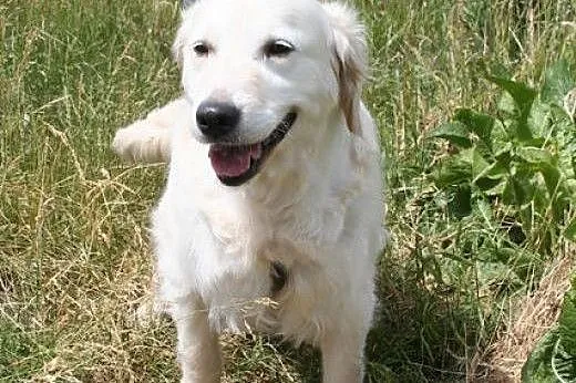 Golden Retriever NUTKA - do adopcji,  mazowieckie 