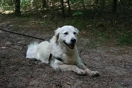 Golden Retriever NUTKA - do adopcji,  mazowieckie 