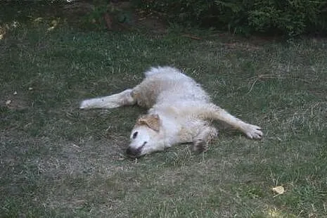 Golden Retriever NUTKA - do adopcji,  mazowieckie 