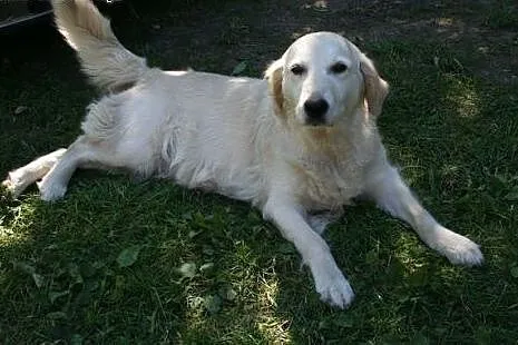 Golden Retriever NUTKA - do adopcji,  mazowieckie 