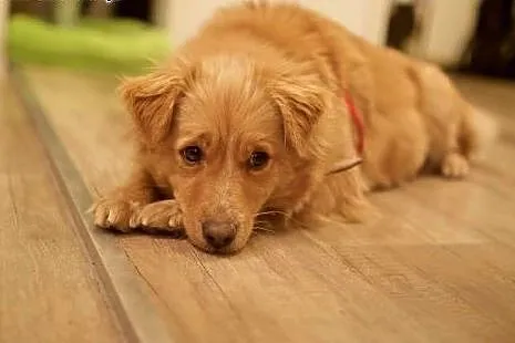 Kochająca ludzi Odysia do adopcji, mazowieckie Warszawa
