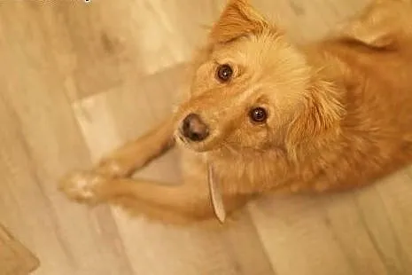 Kochająca ludzi Odysia do adopcji,  mazowieckie Wa