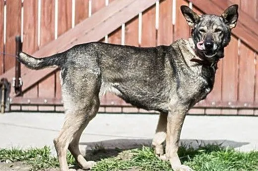 LUSIA - wilczasta świetna sunia szuka kochającego 