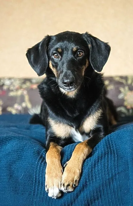Adoptuj Kropeczkę nową koleżaneczkę!, Łódzkie, Łódź