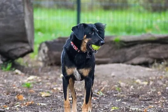 Adoptuj Kropeczkę nową koleżaneczkę!, Łódzkie, Łódź