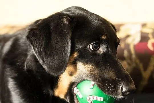Adoptuj Kropeczkę nową koleżaneczkę!, Łódzkie, Łódź