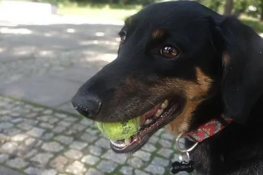 Adoptuj Kropeczkę nową koleżaneczkę!, Łódzkie, Łódź