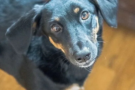 Adoptuj Kropeczkę nową koleżaneczkę!, Łódzkie, Łódź