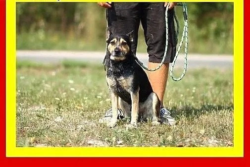13kg,1.5roku,przytulaśny,czujny,wierny towarzysz,p