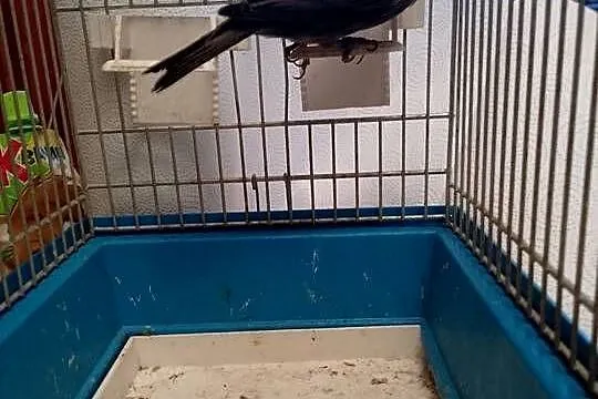 Kanarek czarny sprzedam, Małopolskie, Siepraw