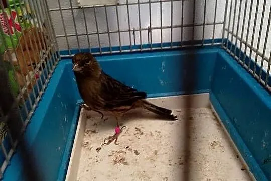 Kanarek czarny sprzedam, Małopolskie, Siepraw