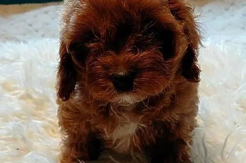 Cavapoo - piesek