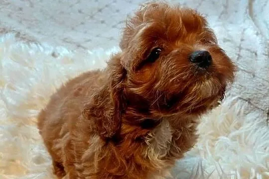 Cavapoo - piesek, Mazowieckie, Wyszków
