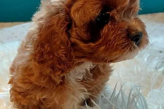 Cavapoo - piesek, Mazowieckie, Wyszków