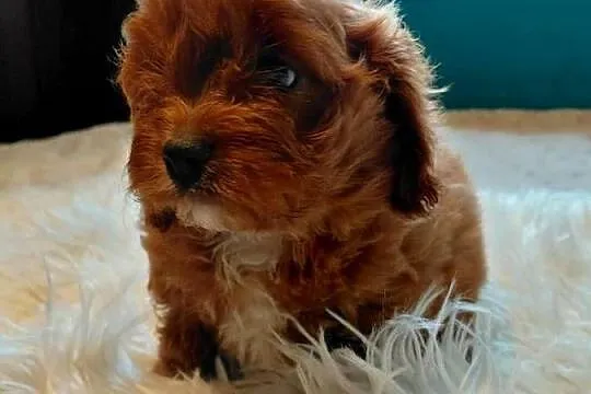 Cavapoo - piesek, Mazowieckie, Wyszków