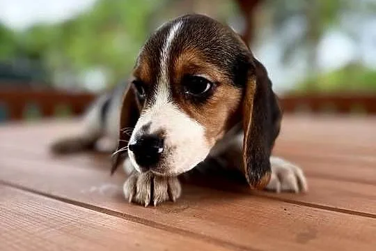 Śliczna suczka rasy Beagle z rodowodem