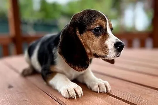 Śliczna suczka rasy Beagle z rodowodem, Świętokrzyskie, Kielce