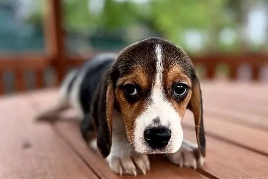 Śliczna suczka rasy Beagle z rodowodem, Świętokrzyskie, Kielce