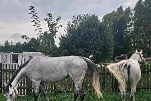 Zamienię klacz małopolska na klacz arabska kasztanowata bądź gniada, , 