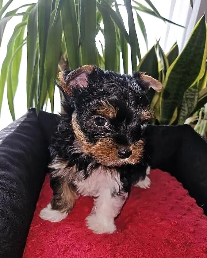 Biewer Yorkshire Terrier, Pomorskie, Somonino
