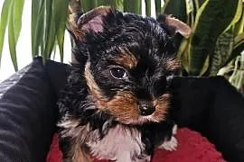 Biewer Yorkshire Terrier