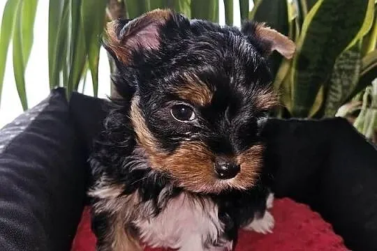 Biewer Yorkshire Terrier, Pomorskie, Somonino