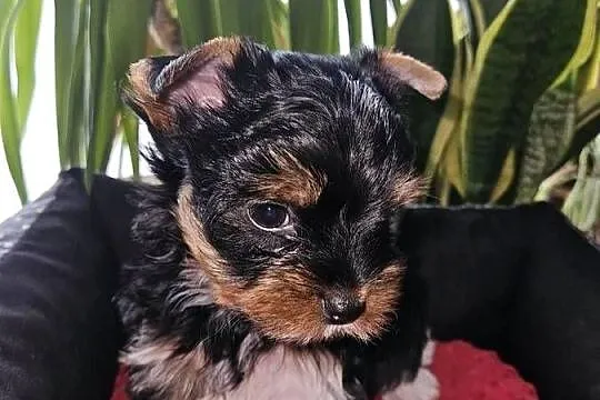 Biewer Yorkshire Terrier, Pomorskie, Somonino