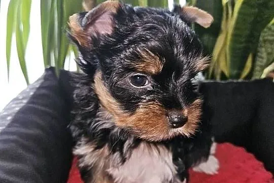 Biewer Yorkshire Terrier, Pomorskie, Somonino