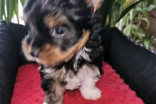 Biewer Yorkshire Terrier, Pomorskie, Somonino