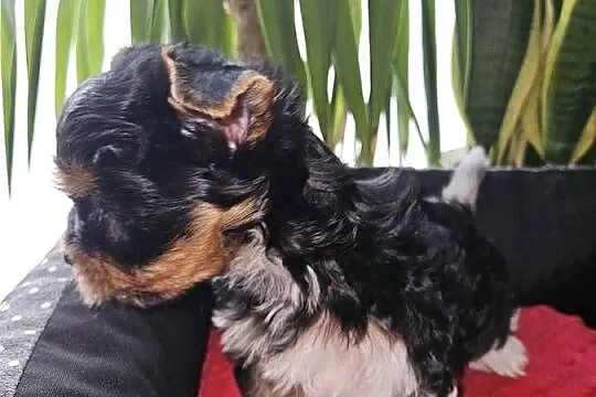 Biewer Yorkshire Terrier, Pomorskie, Somonino