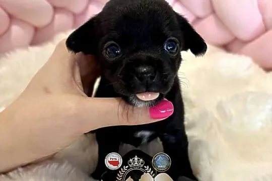 Suczka czarna krótkowłosa chihuahua badania DNA