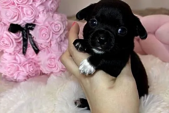 Suczka czarna krótkowłosa chihuahua badania DNA, Łódzkie, Bełchatów