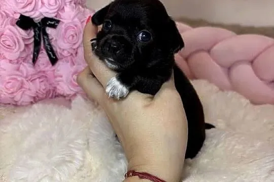 Suczka czarna krótkowłosa chihuahua badania DNA, Łódzkie, Bełchatów