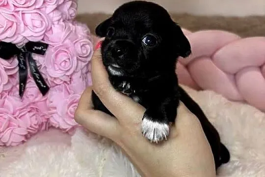 Suczka czarna krótkowłosa chihuahua badania DNA, Łódzkie, Bełchatów