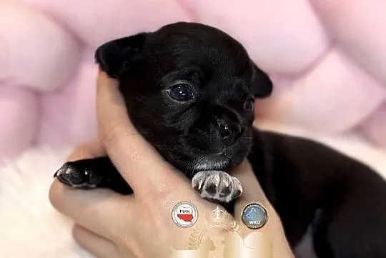 Suczka czarna krótkowłosa chihuahua badania DNA, Łódzkie, Bełchatów