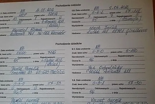 Samica Nowozeland Biały KOTNA ,  , Wysyłka!