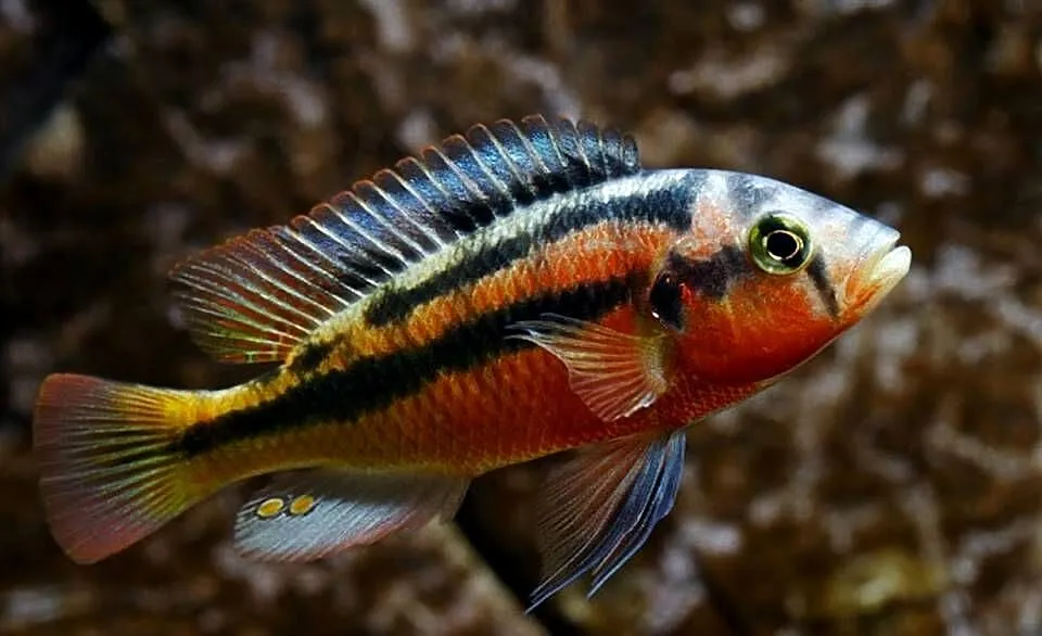 Haplochromis Rock Kribensis - szeroka oferta - WYSYŁKA, Pomorskie, Gdańsk