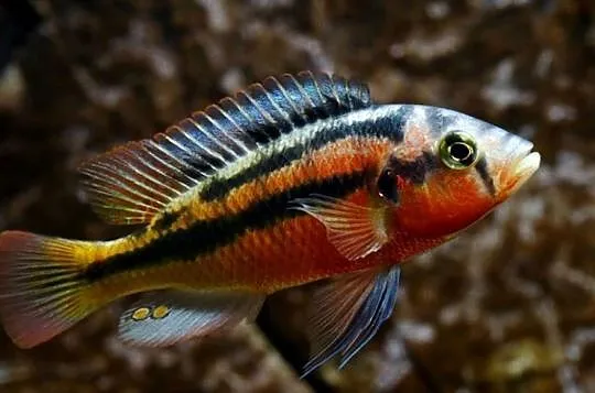 Haplochromis Rock Kribensis - szeroka oferta - WYSYŁKA