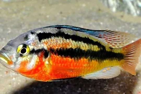 Haplochromis Rock Kribensis - szeroka oferta - WYSYŁKA, Pomorskie, Gdańsk
