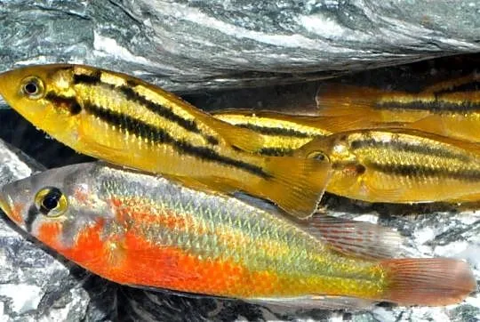 Haplochromis Rock Kribensis - szeroka oferta - WYSYŁKA, Pomorskie, Gdańsk